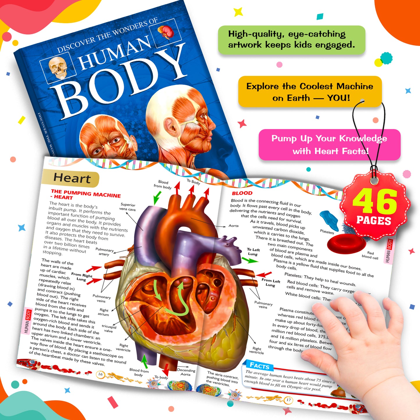 Discover the Wonders of Human Body - Interior spread Heart 46 pages